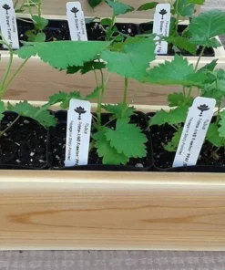 Blackberry Plant - Prime Ark Freedom Plants For Planting - Live Black Berry Plant 4-6 inch Planter - Fruit Tree Live Plant