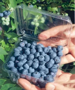 Blueberry Plant Biloxi Southern Highbush Blueberry Plants For Planting Live Bush 4-6 inches - Fruit Tree Live Plant