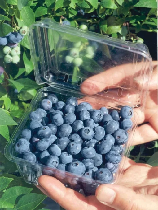 Blueberry Plant Biloxi Southern Highbush Blueberry Plants For Planting Live Bush 4-6 inches - Fruit Tree Live Plant