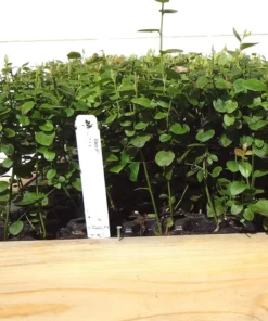 Blueberry Plant Biloxi Southern Highbush Blueberry Plants For Planting Live Bush 4-6 inches - Fruit Tree Live Plant