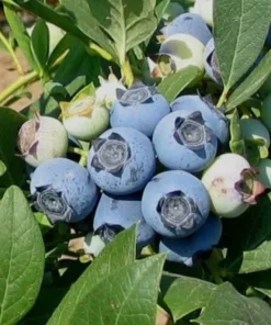 Blueberry Plant Biloxi Southern Highbush Blueberry Plants For Planting Live Bush 4-6 inches - Fruit Tree Live Plant