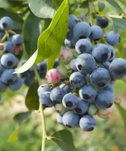 Blueberry Plant Biloxi Southern Highbush Blueberry Plants For Planting Live Bush 4-6 inches - Fruit Tree Live Plant