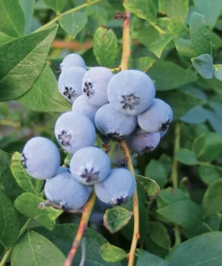 Blueberry Plant Biloxi Southern Highbush Blueberry Plants For Planting Live Bush 4-6 inches - Fruit Tree Live Plant