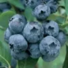 Blueberry Plant - Chandler Blueberry Bush - Starter Dwarf Fruit Tree - Live Starter Blue Berry Plant - Fruit Tree Live Plant