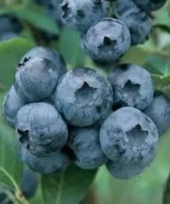 Blueberry Plant - Chandler Blueberry Bush - Starter Dwarf Fruit Tree - Live Starter Blue Berry Plant - Fruit Tree Live Plant