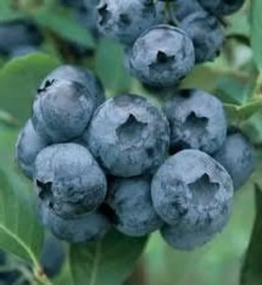 Blueberry Plant - Chandler Blueberry Bush - Starter Dwarf Fruit Tree - Live Starter Blue Berry Plant - Fruit Tree Live Plant
