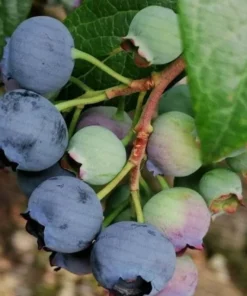 Blueberry Plant - Chandler Blueberry Bush - Starter Dwarf Fruit Tree - Live Starter Blue Berry Plant - Fruit Tree Live Plant