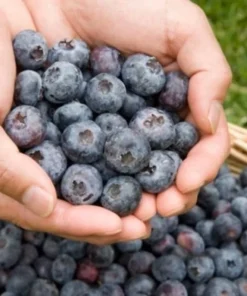 Blueberry Plant - Chandler Blueberry Bush - Starter Dwarf Fruit Tree - Live Starter Blue Berry Plant - Fruit Tree Live Plant