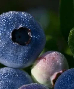 Blueberry Plant - Chandler Blueberry Bush - Starter Dwarf Fruit Tree - Live Starter Blue Berry Plant - Fruit Tree Live Plant