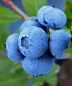 Blueberry Plant - Chandler Blueberry Bush - Starter Dwarf Fruit Tree - Live Starter Blue Berry Plant - Fruit Tree Live Plant