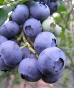 Blueberry Plant - Chandler Blueberry Bush - Starter Dwarf Fruit Tree - Live Starter Blue Berry Plant - Fruit Tree Live Plant