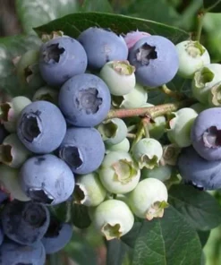 Blueberry Plant - Elliot Blue Berry Starter Plant - Blueberry Plant Live - Fruit Tree Live Plant Active
