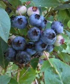 Blueberry Plant - Elliot Blue Berry Starter Plant - Blueberry Plant Live - Fruit Tree Live Plant Active