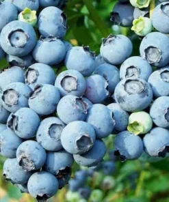 Blueberry Plant - Elliot Blue Berry Starter Plant - Blueberry Plant Live - Fruit Tree Live Plant Active