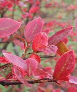 Blueberry Plant - Elliot Blue Berry Starter Plant - Blueberry Plant Live - Fruit Tree Live Plant Active