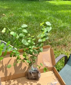 Blueberry Plant - Elliot Blue Berry Starter Plant - Blueberry Plant Live - Fruit Tree Live Plant Active