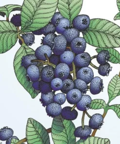 Blueberry Plant Live - Emerald Blueberry Plants For Planting - Southern Highbush Starter Plant 4-6 inches - Fruit Tree Live Plant