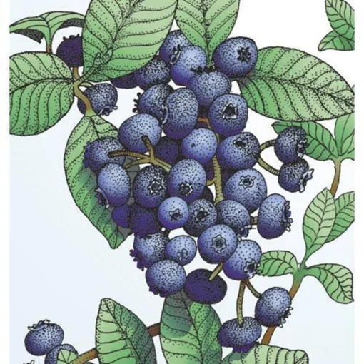 Blueberry Plant Live - Emerald Blueberry Plants For Planting - Southern Highbush Starter Plant 4-6 inches - Fruit Tree Live Plant