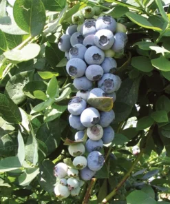 Blueberry Plant Live - Emerald Blueberry Plants For Planting - Southern Highbush Starter Plant 4-6 inches - Fruit Tree Live Plant