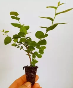 Blueberry Plant Live - Emerald Blueberry Plants For Planting - Southern Highbush Starter Plant 4-6 inches - Fruit Tree Live Plant