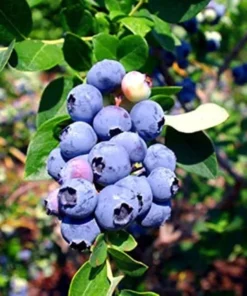 Blueberry Plant Live - Emerald Blueberry Plants For Planting - Southern Highbush Starter Plant 4-6 inches - Fruit Tree Live Plant