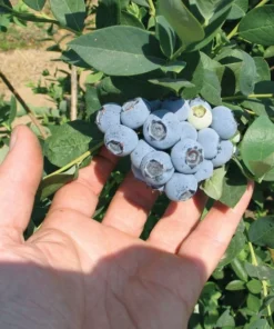 Blueberry Plant Live - Emerald Blueberry Plants For Planting - Southern Highbush Starter Plant 4-6 inches - Fruit Tree Live Plant