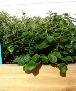 Blueberry Plant Live - Emerald Blueberry Plants For Planting - Southern Highbush Starter Plant 4-6 inches - Fruit Tree Live Plant