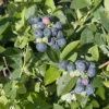 Blueberry Plant - Sharpblue Live Blueberry Plants - 4-8 inch Southern Live Blueberry Plants For Planting - Fruit Tree Live Plant