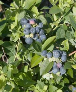 Blueberry Plant - Sharpblue Live Blueberry Plants - 4-8 inch Southern Live Blueberry Plants For Planting - Fruit Tree Live Plant