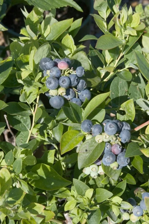 Blueberry Plant - Sharpblue Live Blueberry Plants - 4-8 inch Southern Live Blueberry Plants For Planting - Fruit Tree Live Plant
