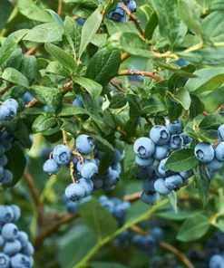 Blueberry Plant - Sharpblue Live Blueberry Plants - 4-8 inch Southern Live Blueberry Plants For Planting - Fruit Tree Live Plant