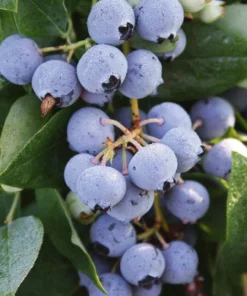 Blueberry Plant - Sharpblue Live Blueberry Plants - 4-8 inch Southern Live Blueberry Plants For Planting - Fruit Tree Live Plant
