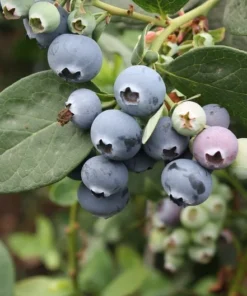 Blueberry Plant - Sharpblue Live Blueberry Plants - 4-8 inch Southern Live Blueberry Plants For Planting - Fruit Tree Live Plant