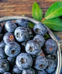 Blueberry Plant - Sharpblue Live Blueberry Plants - 4-8 inch Southern Live Blueberry Plants For Planting - Fruit Tree Live Plant