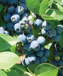 Blueberry Plant - Sharpblue Live Blueberry Plants - 4-8 inch Southern Live Blueberry Plants For Planting - Fruit Tree Live Plant
