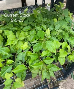 Bougainvillea Flame Live Plant - Orange Red Flowers - Climbing Vine