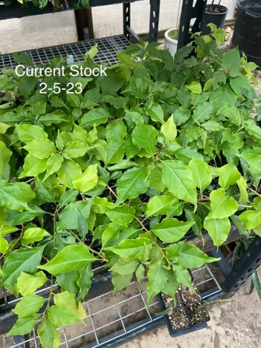 Bougainvillea Flame Live Plant - Orange Red Flowers - Climbing Vine