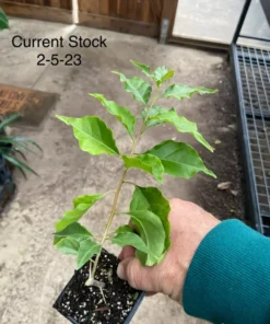 Bougainvillea Flame Live Plant - Orange Red Flowers - Climbing Vine