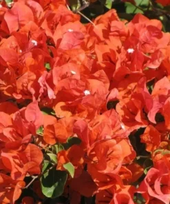 Bougainvillea Flame Live Plant - Orange Red Flowers - Climbing Vine