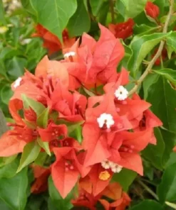 Bougainvillea Flame Live Plant - Orange Red Flowers - Climbing Vine