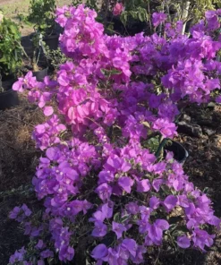 Bougainvillea Live Plant - 2 (Two) Blueberry Ice Bougainvillea Starter Plant - Live Bougainvillea Plant - Live Flower Plants