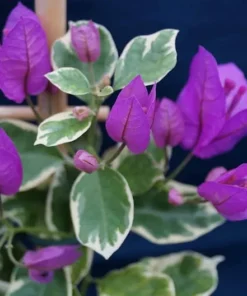 Bougainvillea Live Plant - 2 (Two) Blueberry Ice Bougainvillea Starter Plant - Live Bougainvillea Plant - Live Flower Plants