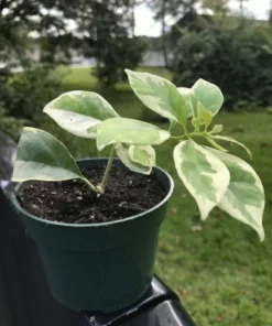 Bougainvillea Live Plant - 2 (Two) Blueberry Ice Bougainvillea Starter Plant - Live Bougainvillea Plant - Live Flower Plants