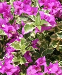 Bougainvillea Live Plant - 2 (Two) Blueberry Ice Bougainvillea Starter Plant - Live Bougainvillea Plant - Live Flower Plants