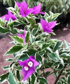 Bougainvillea Live Plant - 2 (Two) Blueberry Ice Bougainvillea Starter Plant - Live Bougainvillea Plant - Live Flower Plants