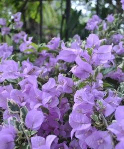 Bougainvillea Live Plant - 2 (Two) Blueberry Ice Bougainvillea Starter Plant - Live Bougainvillea Plant - Live Flower Plants