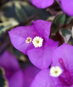 Bougainvillea Live Plant - 2 (Two) Blueberry Ice Bougainvillea Starter Plant - Live Bougainvillea Plant - Live Flower Plants