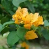 Bougainvillea Live Plant - 2 (Two) Live California Gold Bougainvillea Starter Plants - Yellow Bougainvillea Plant - Flower Plants Live