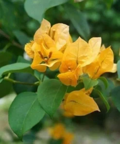 Bougainvillea Live Plant - 2 (Two) Live California Gold Bougainvillea Starter Plants - Yellow Bougainvillea Plant - Flower Plants Live