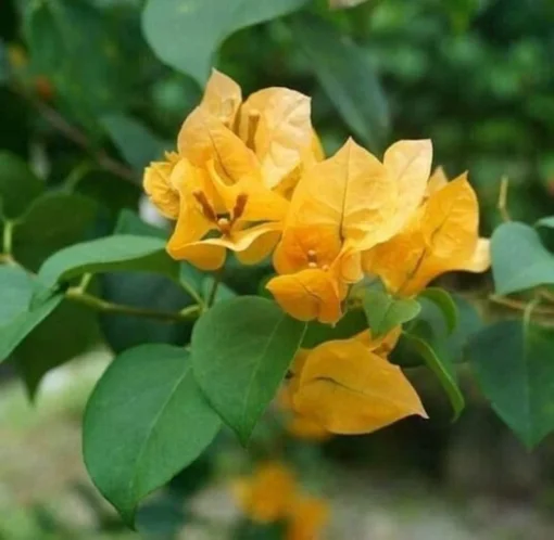 Bougainvillea Live Plant - 2 (Two) Live California Gold Bougainvillea Starter Plants - Yellow Bougainvillea Plant - Flower Plants Live
